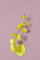 Blossom Claw - Bunter Haken aus Wasserrohren